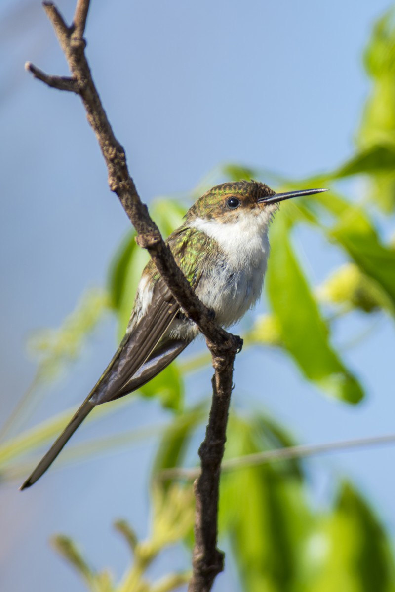 Colibrí Cornudito - ML611591386