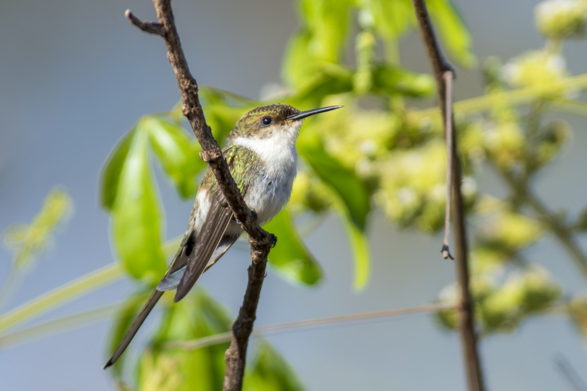 Colibrí Cornudito - ML611591390