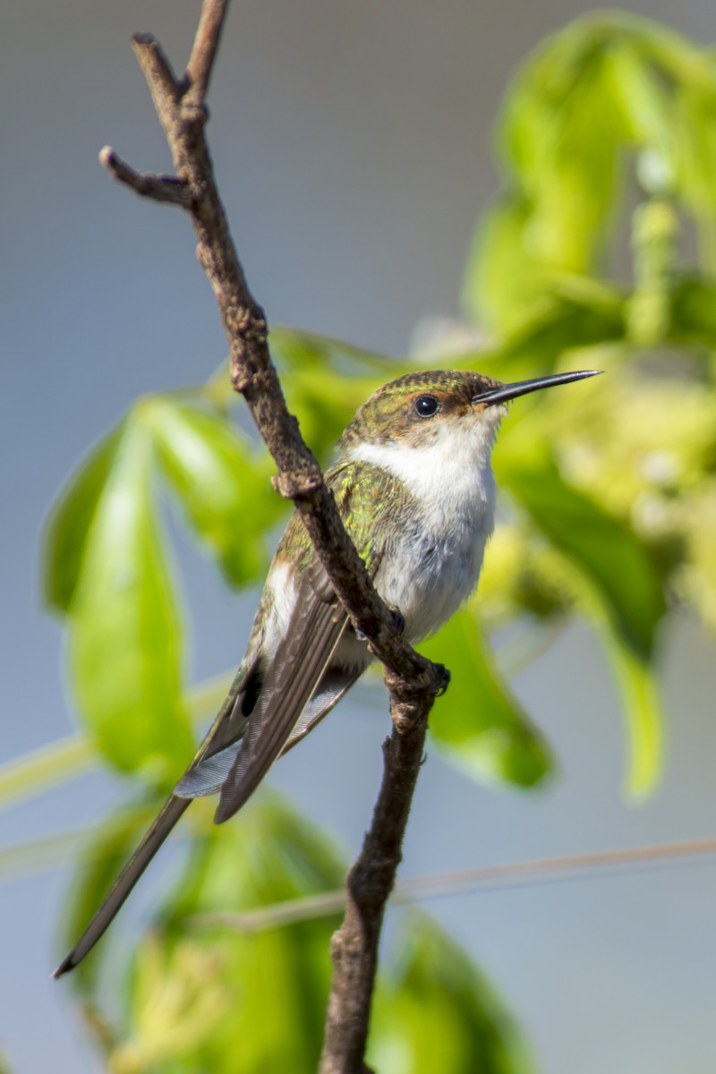 Colibrí Cornudito - ML611591391