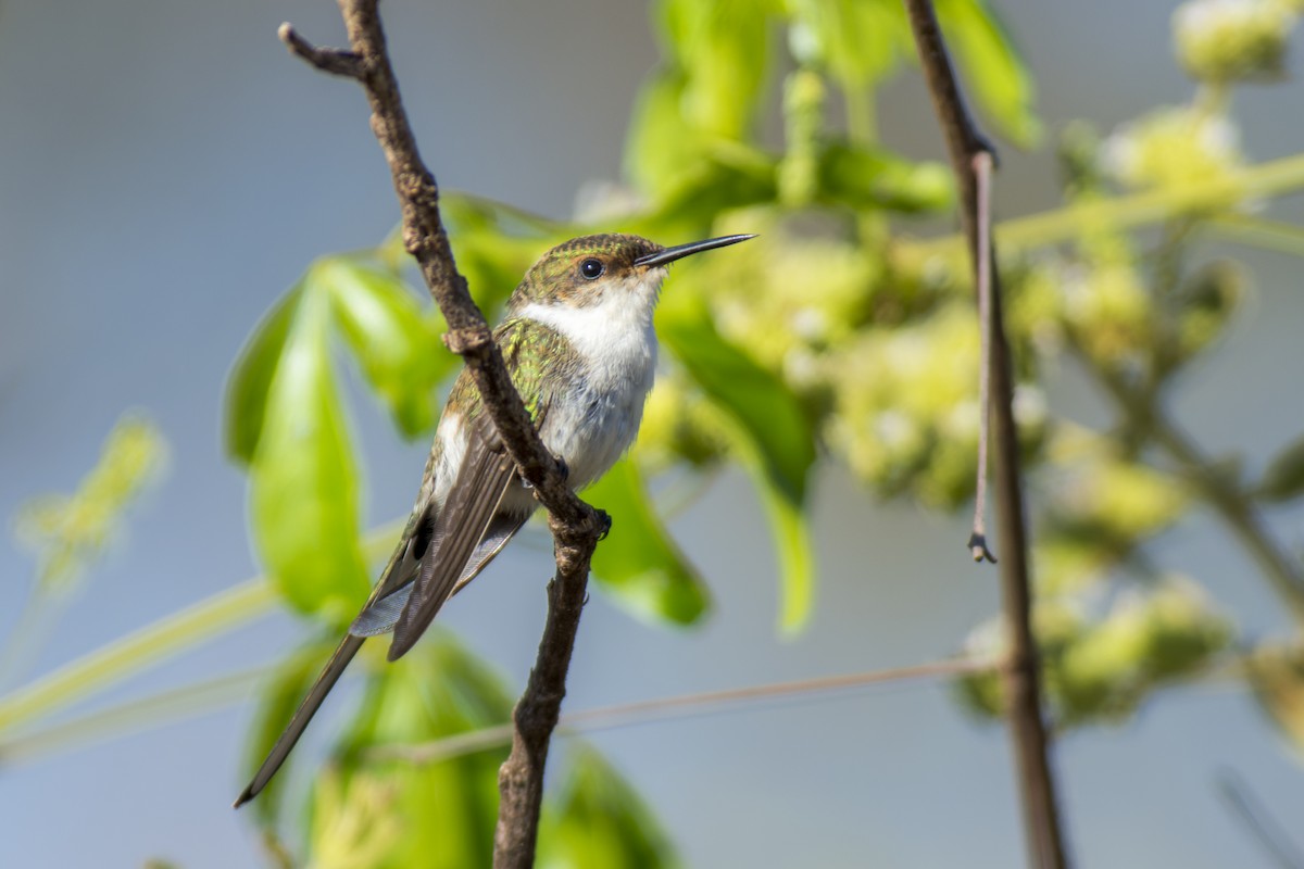 Colibrí Cornudito - ML611591392