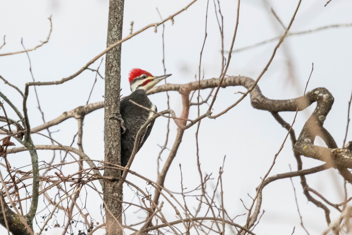 Pileated Woodpecker - ML611591468
