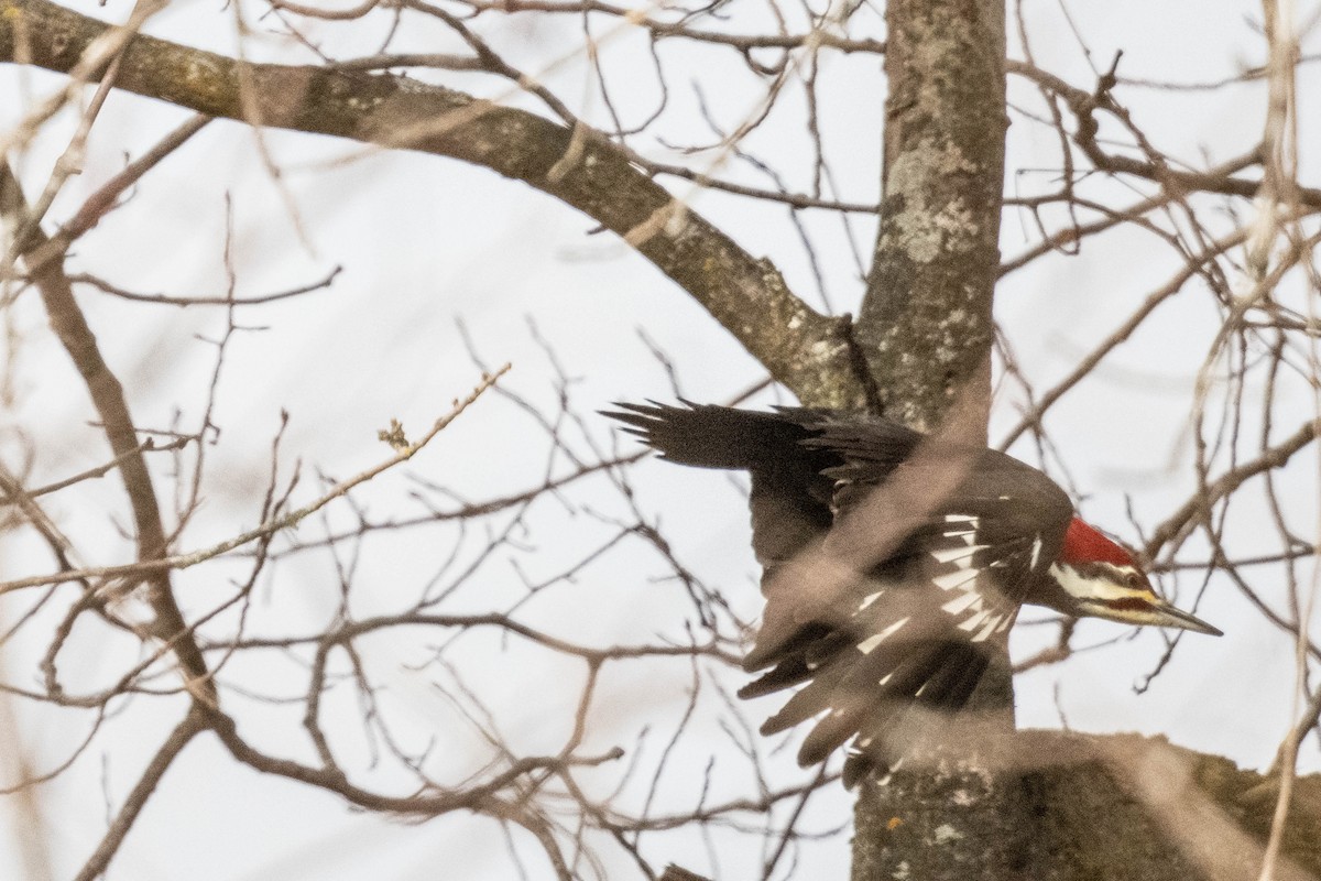 Pileated Woodpecker - ML611591469