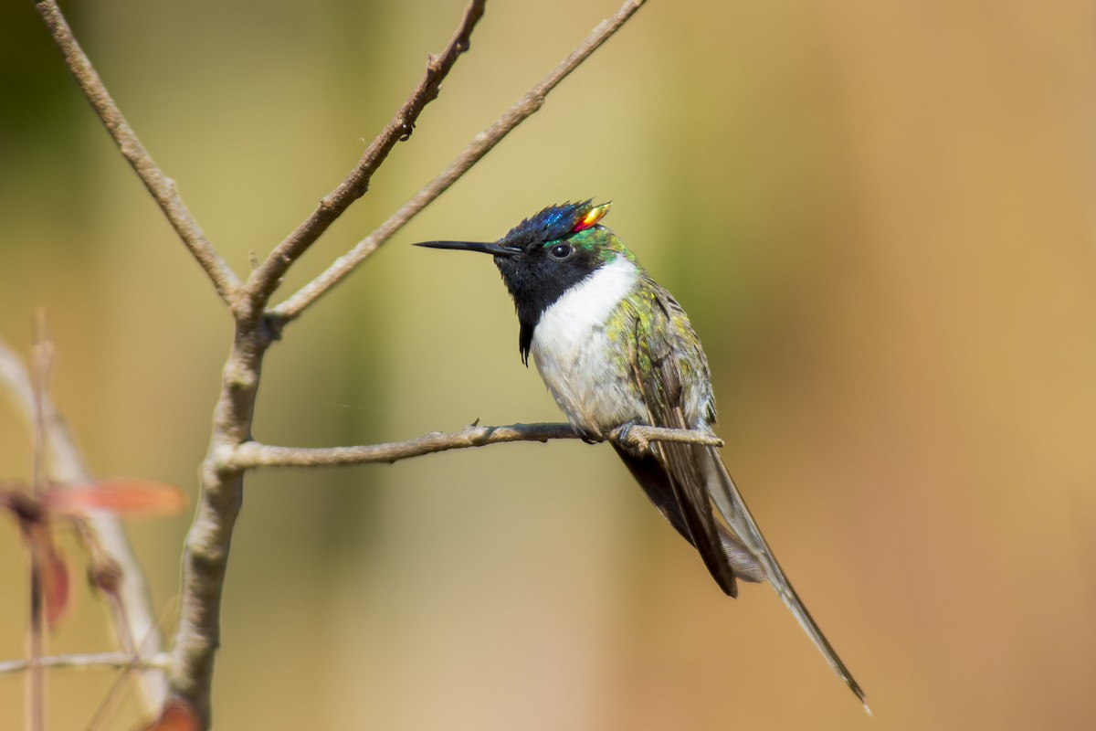 Colibrí Cornudito - ML611591487