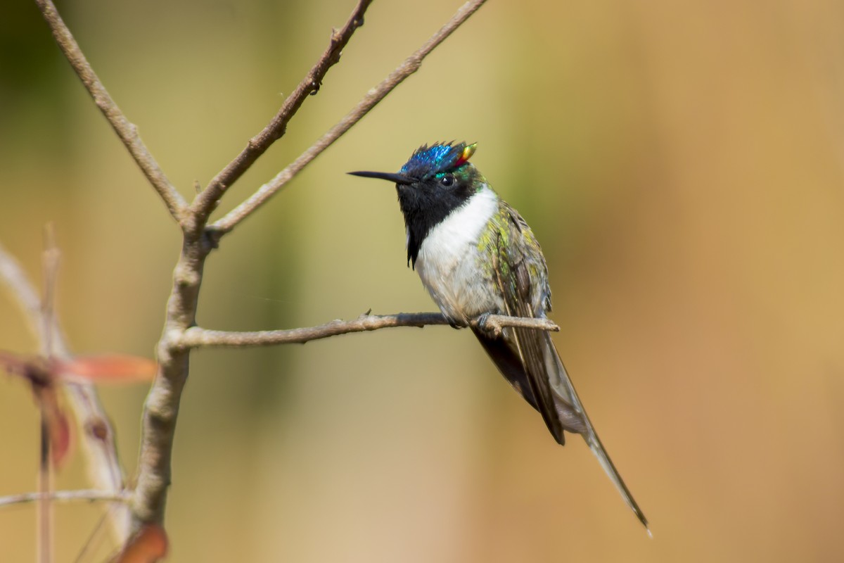 Colibrí Cornudito - ML611591489