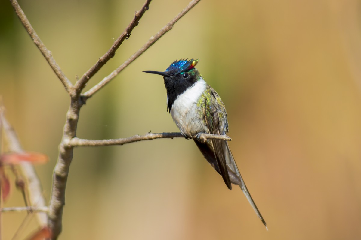 Colibrí Cornudito - ML611591490