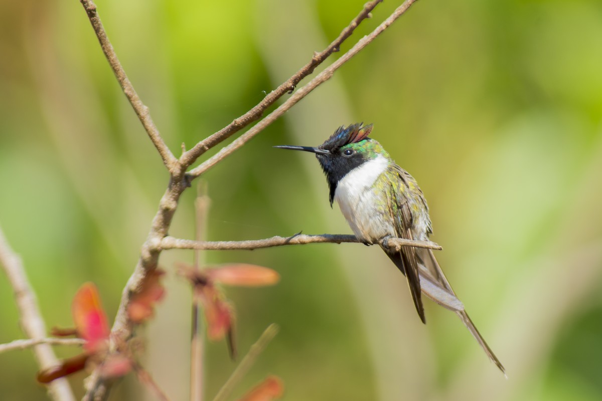 Colibrí Cornudito - ML611591492