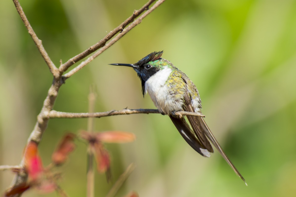 Colibrí Cornudito - ML611591497