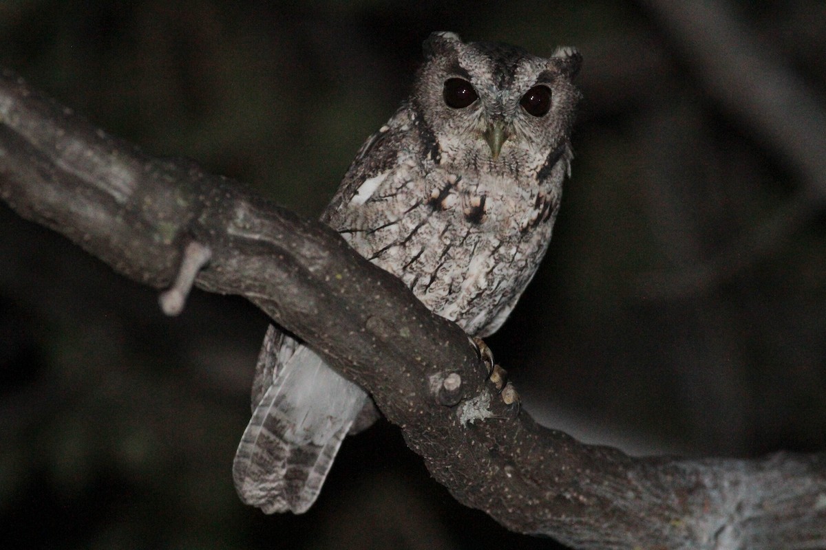 Balsas Screech-Owl - Marshall Iliff