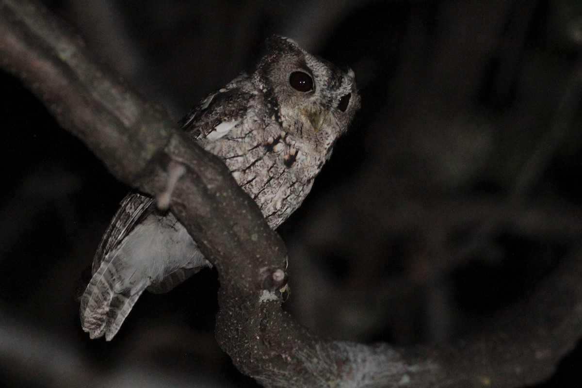 Balsas Screech-Owl - ML611591554