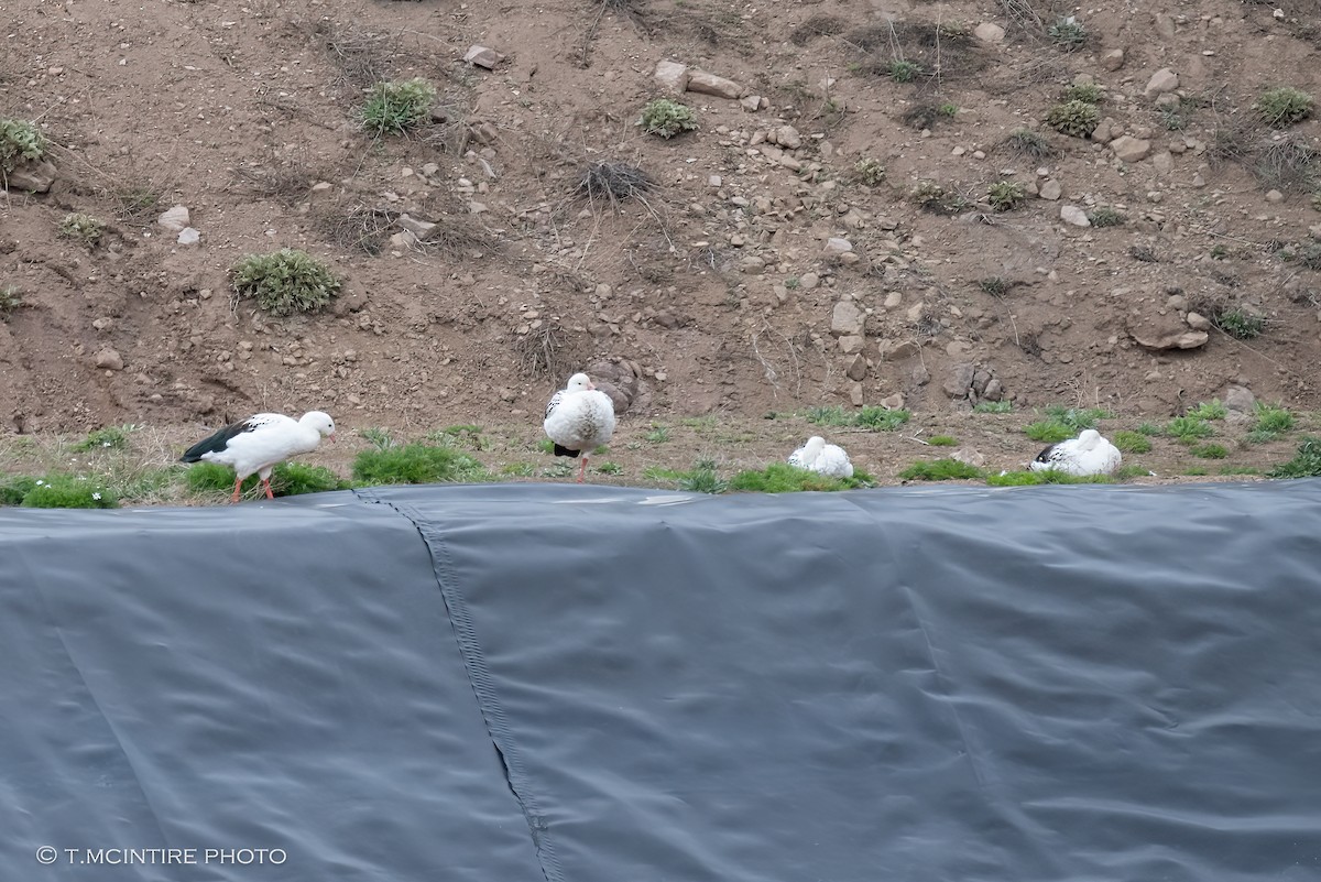 Andean Goose - ML611591561