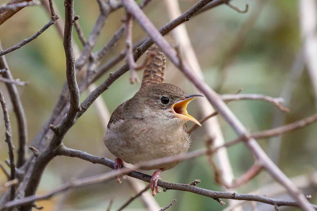 Northern House Wren - ML611591615