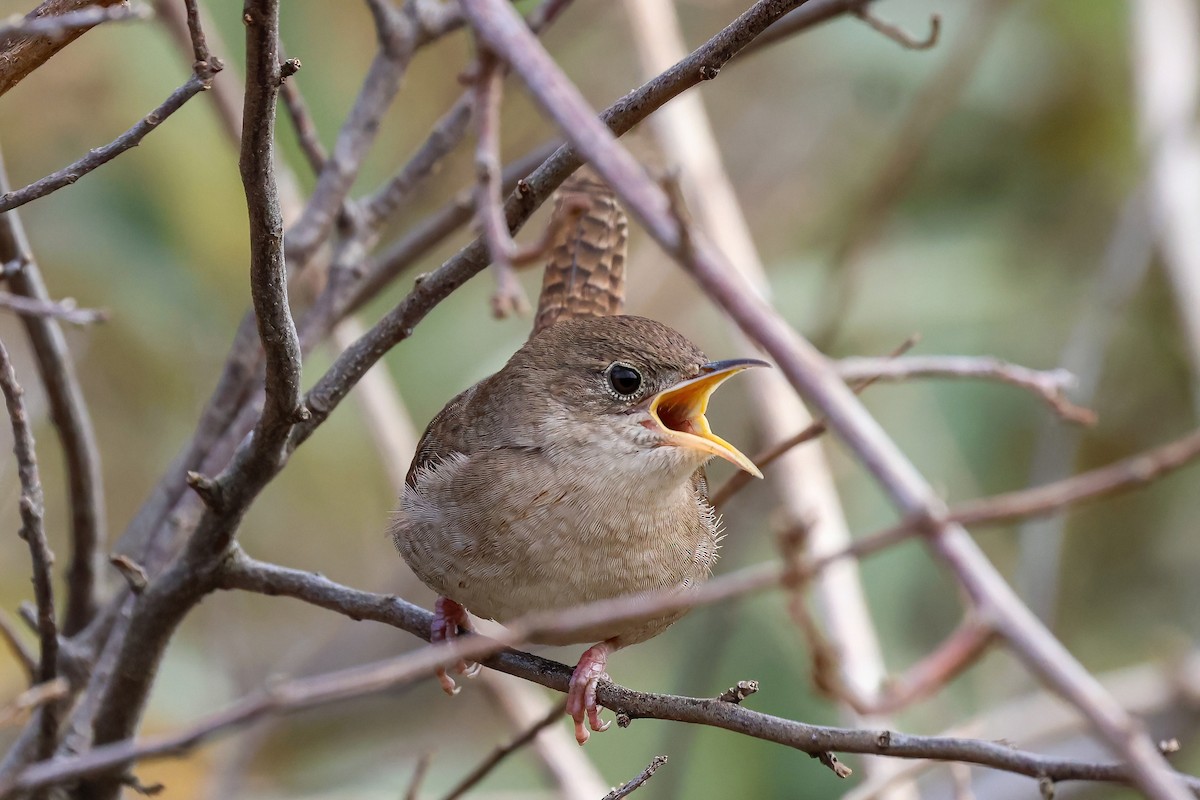 House Wren - ML611591615