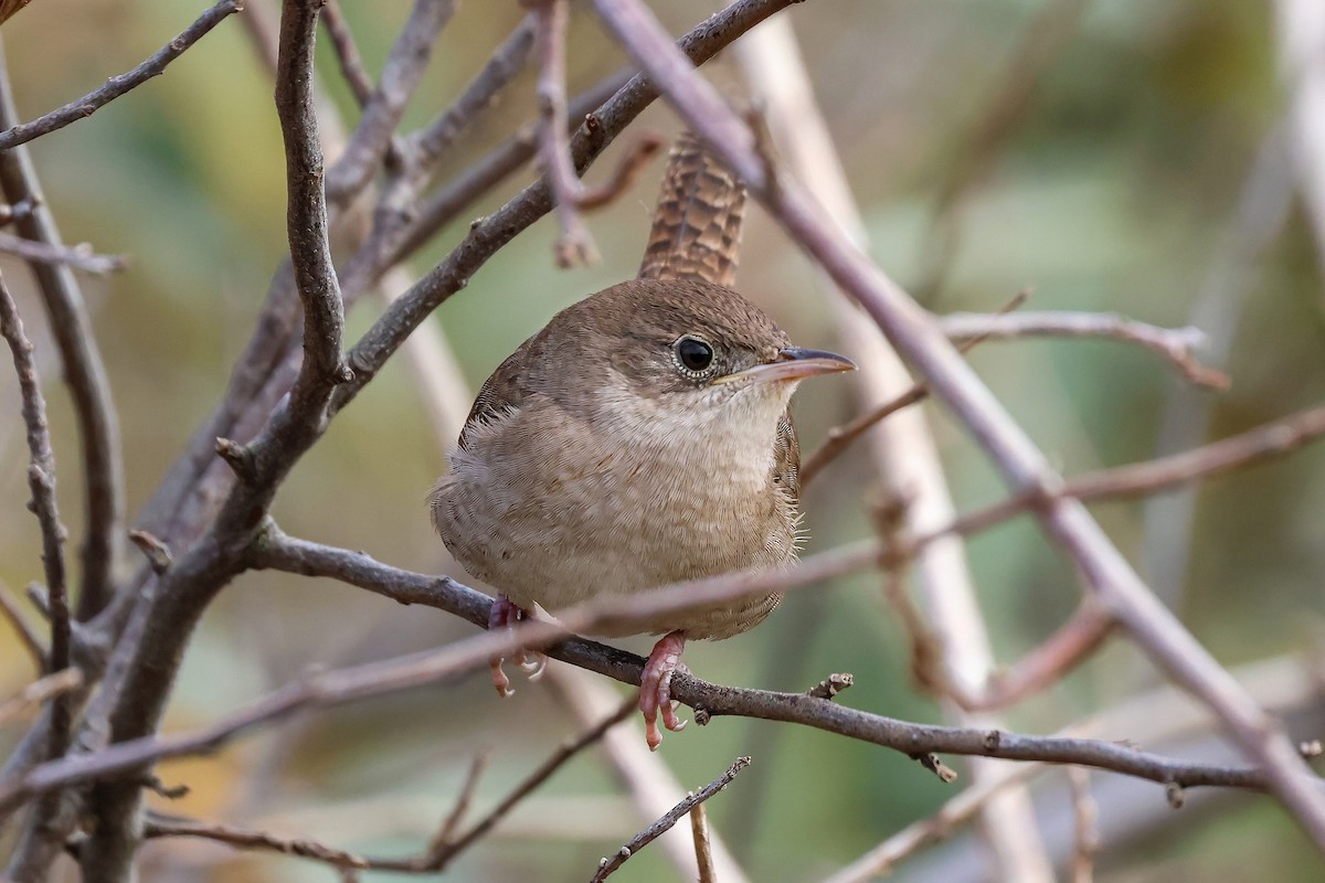 Northern House Wren - ML611591616