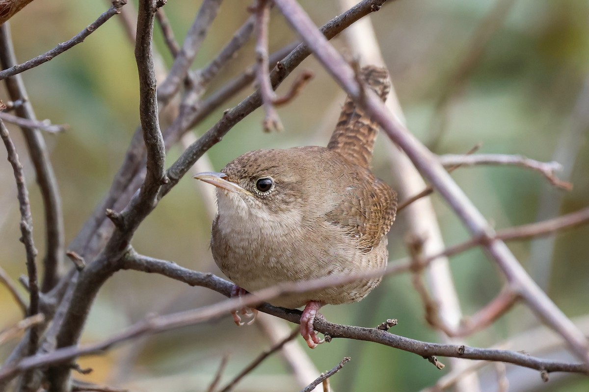 Northern House Wren - ML611591617
