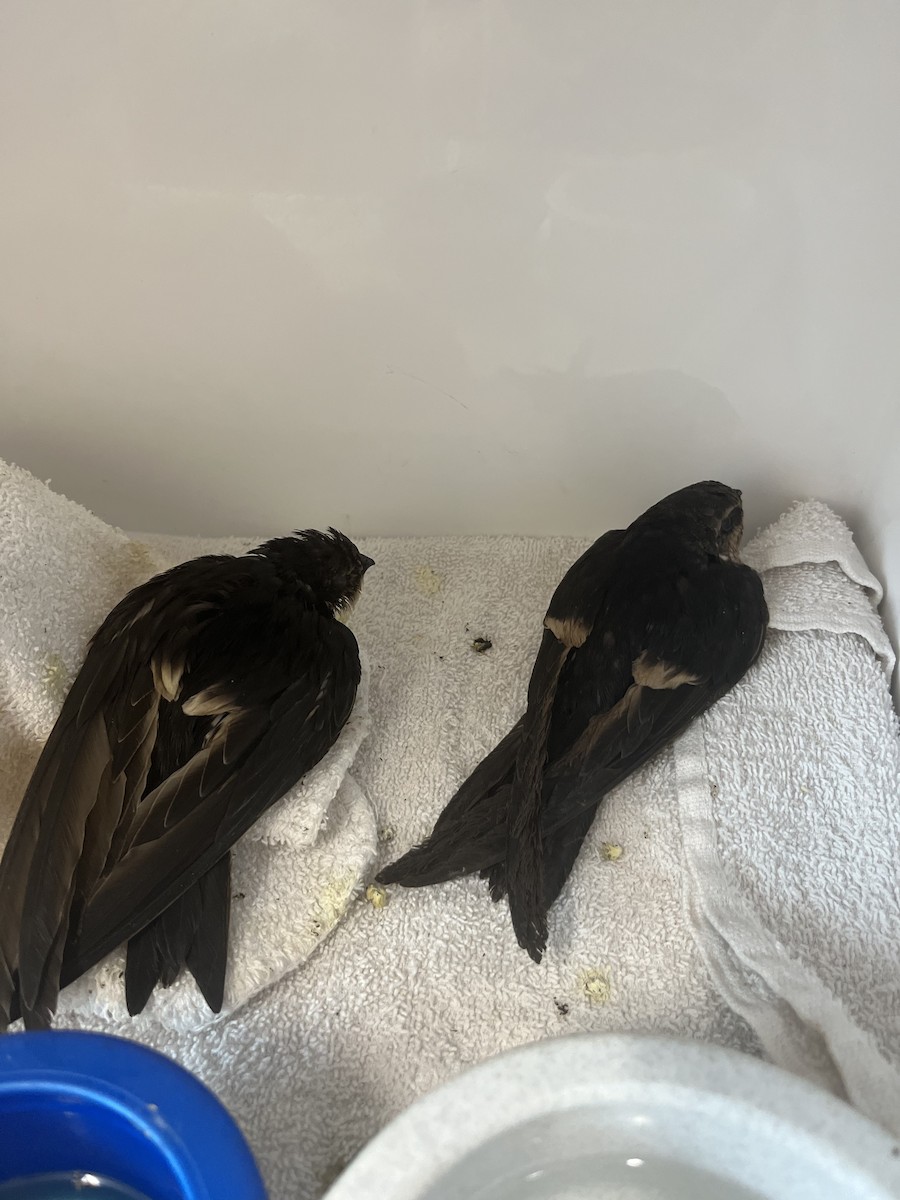 White-throated Swift - ML611591715