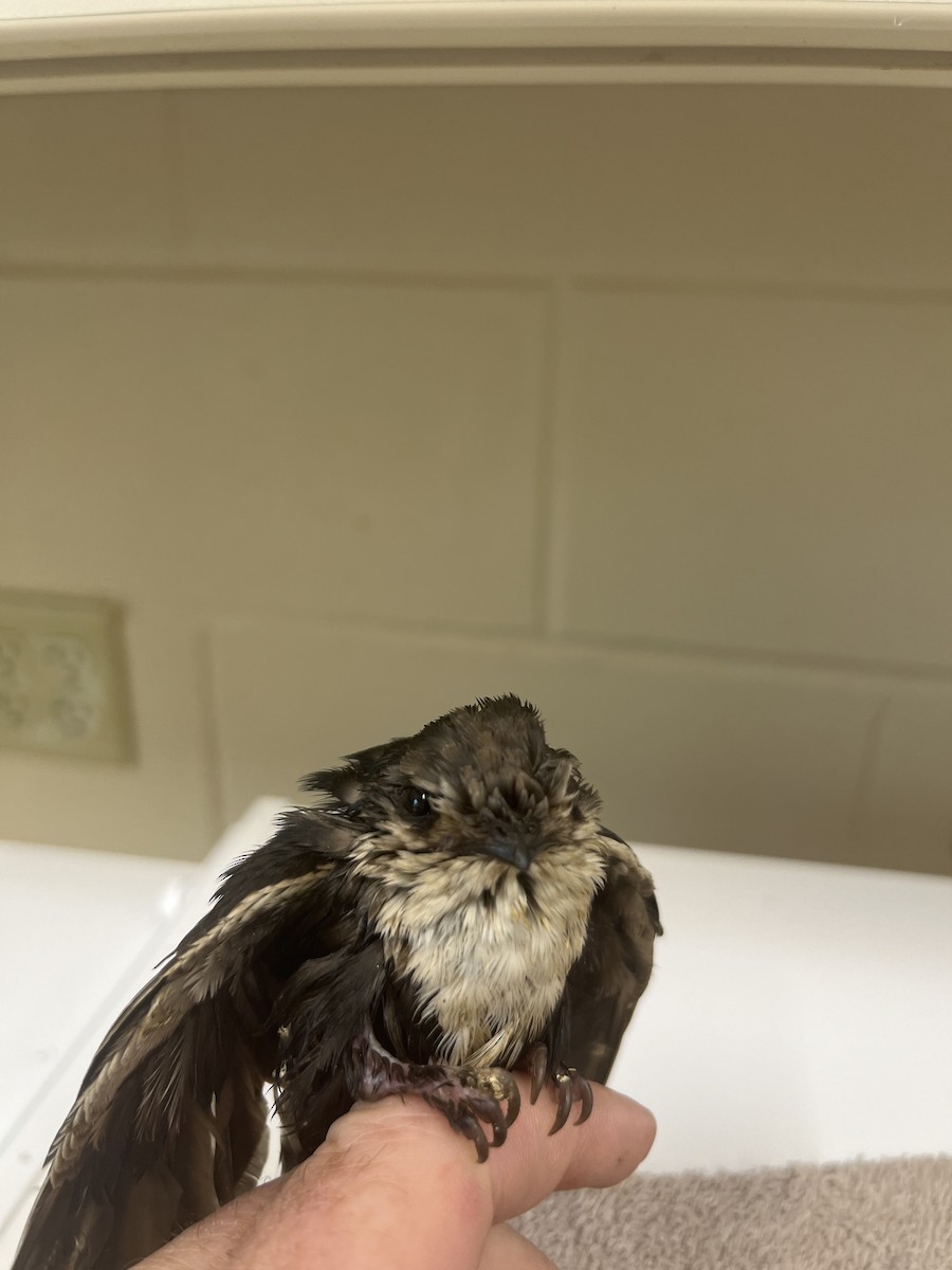 White-throated Swift - ML611591716