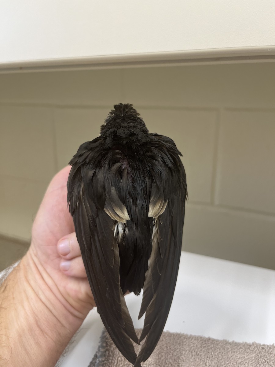 White-throated Swift - ML611591717