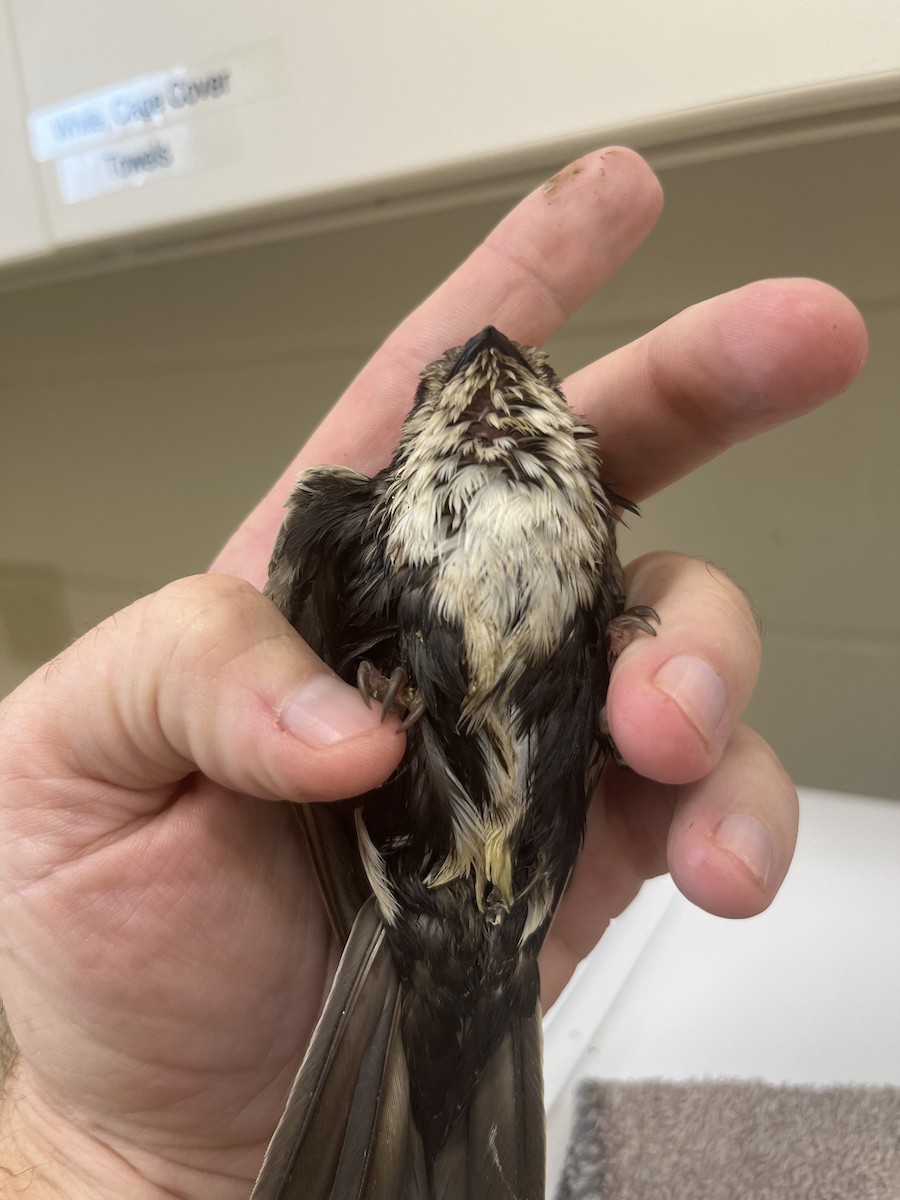 White-throated Swift - ML611591718