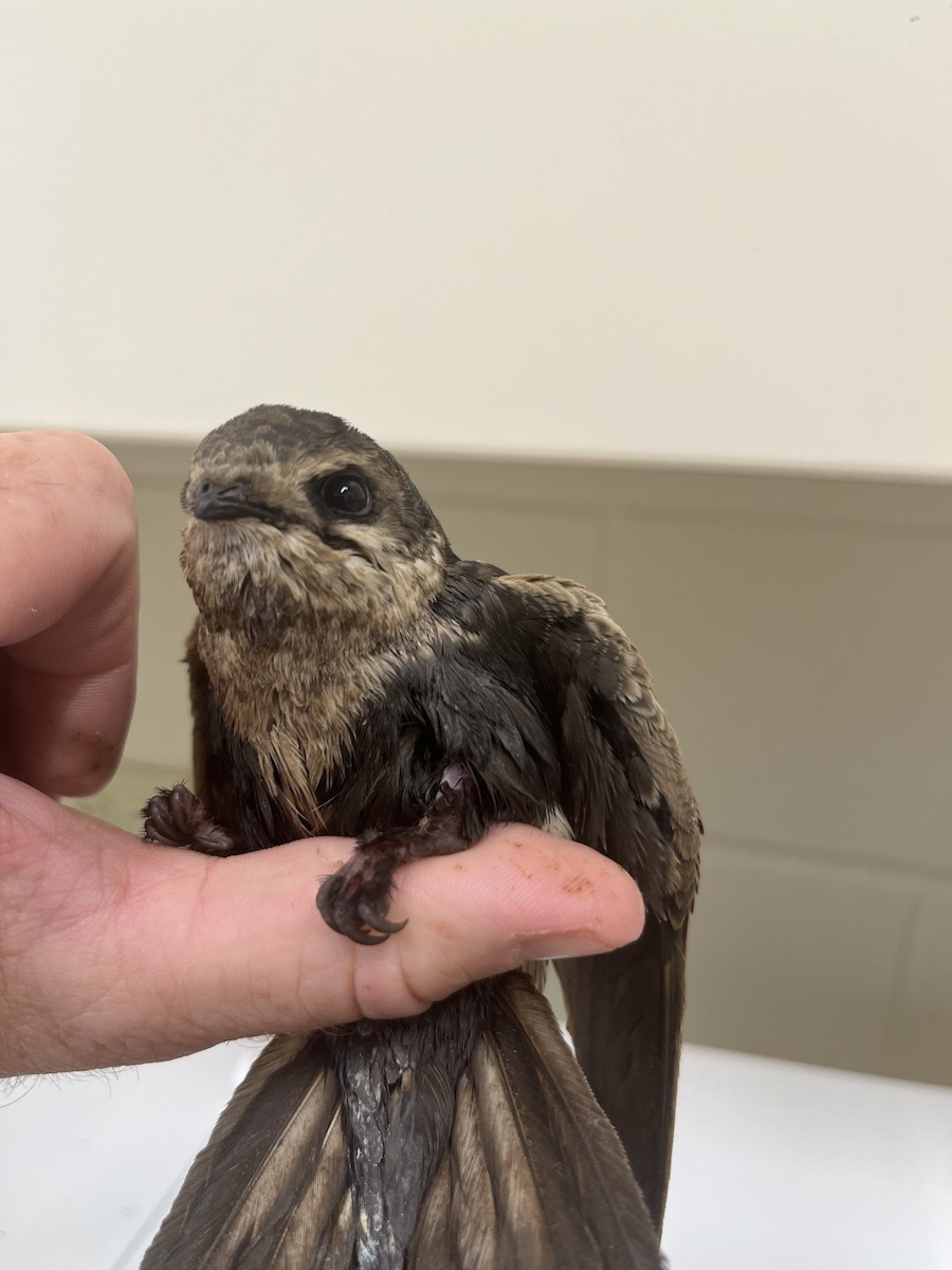 White-throated Swift - ML611591720