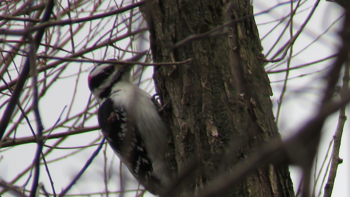 Hairy Woodpecker - ML611591769