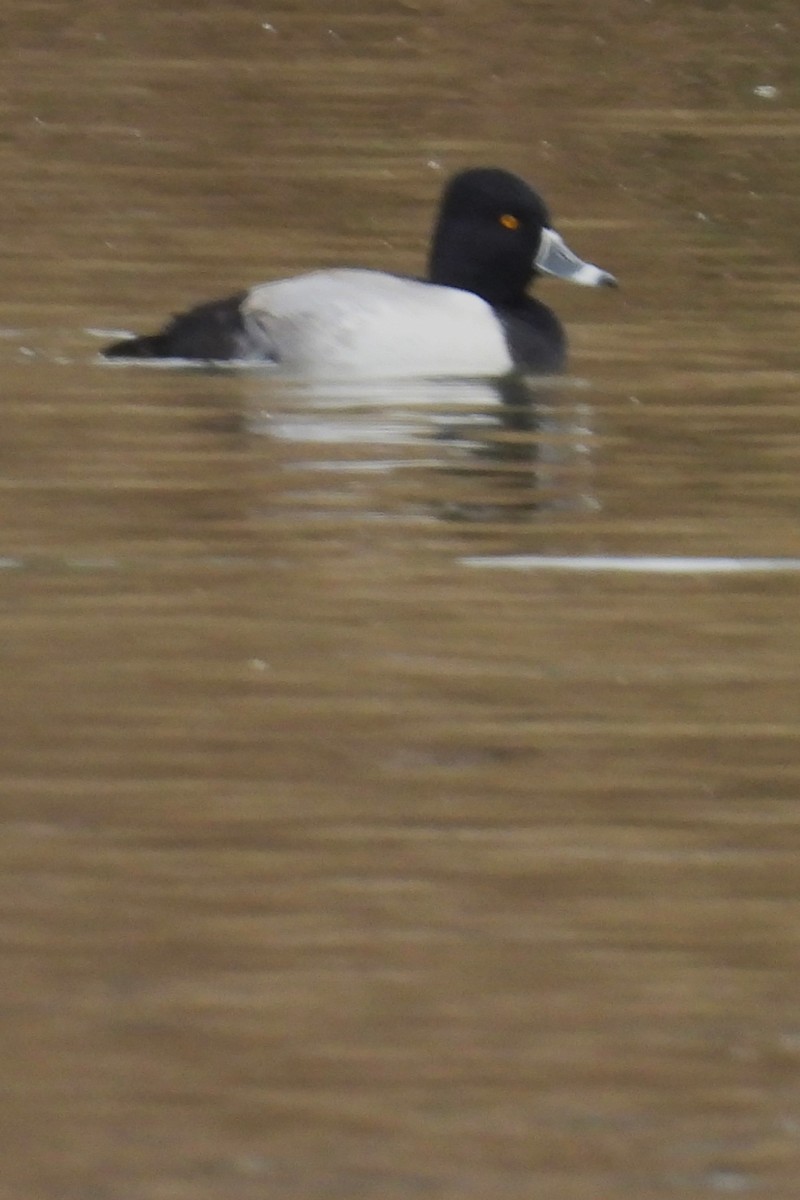 Ring-necked Duck - ML611591771