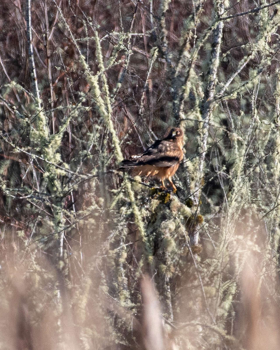 Northern Harrier - ML611591787