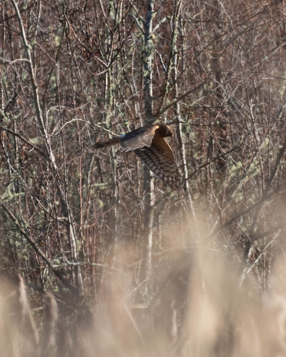 Northern Harrier - ML611591788