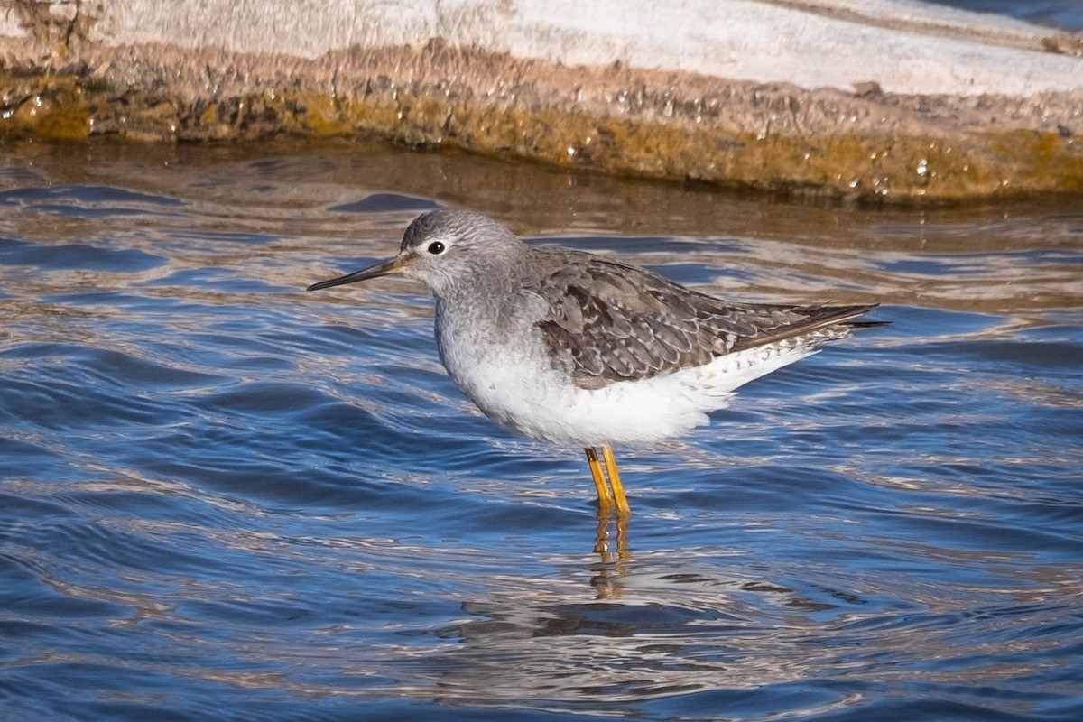 Totano zampegialle minore - ML611591871