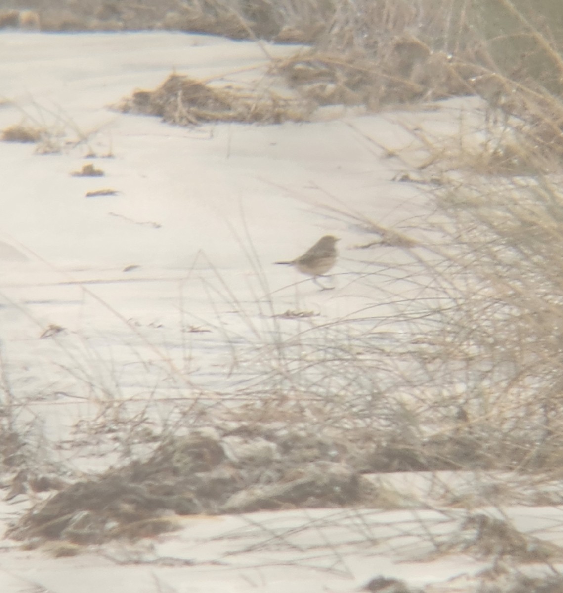 American Pipit - ML611591900