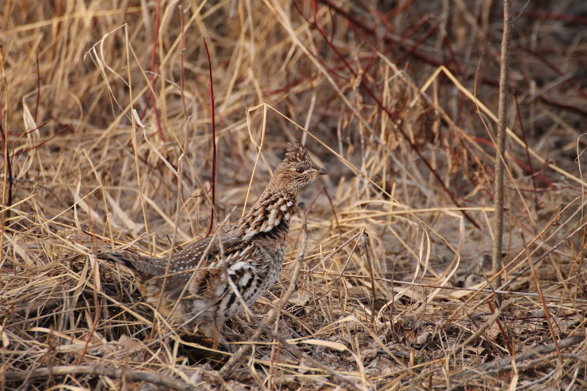 Ruffed Grouse - ML611591987