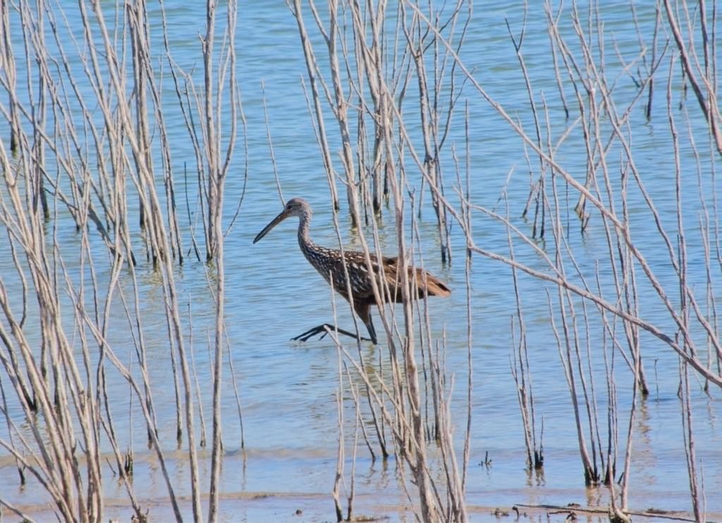 Limpkin - ML611592009