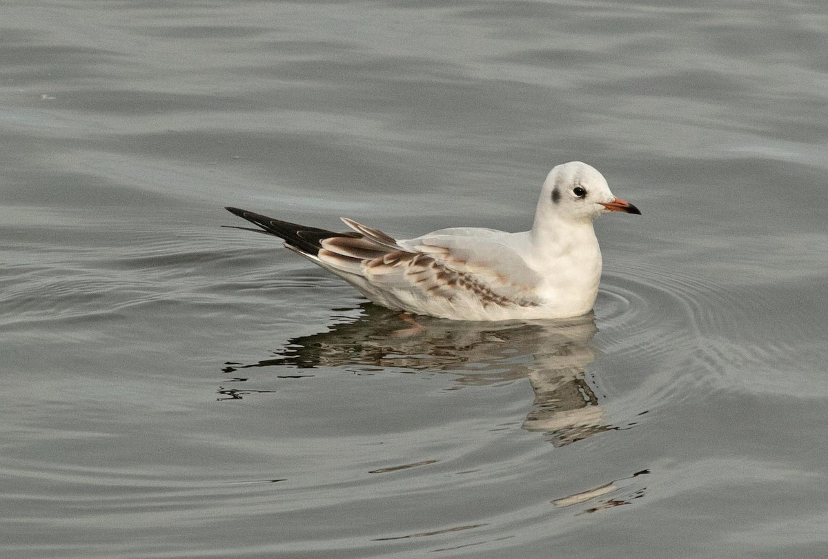 Mouette rieuse - ML611592080
