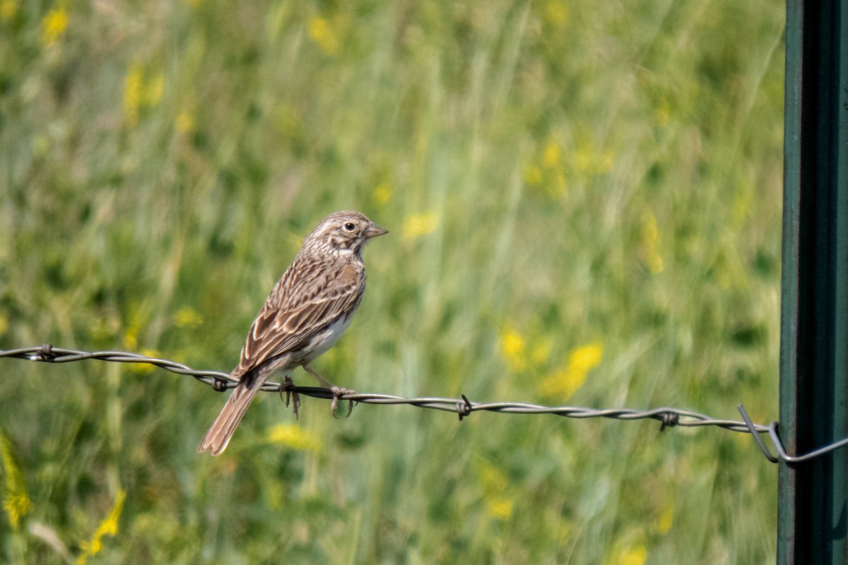 Vesper Sparrow - ML611592081