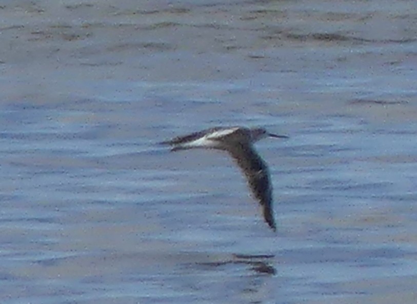 Common Greenshank - ML611592101