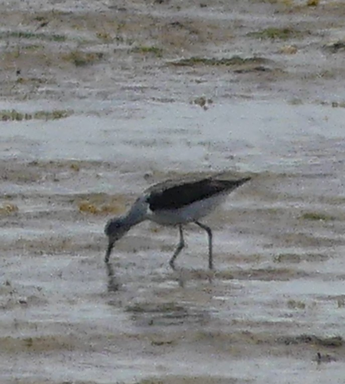 Common Greenshank - ML611592102