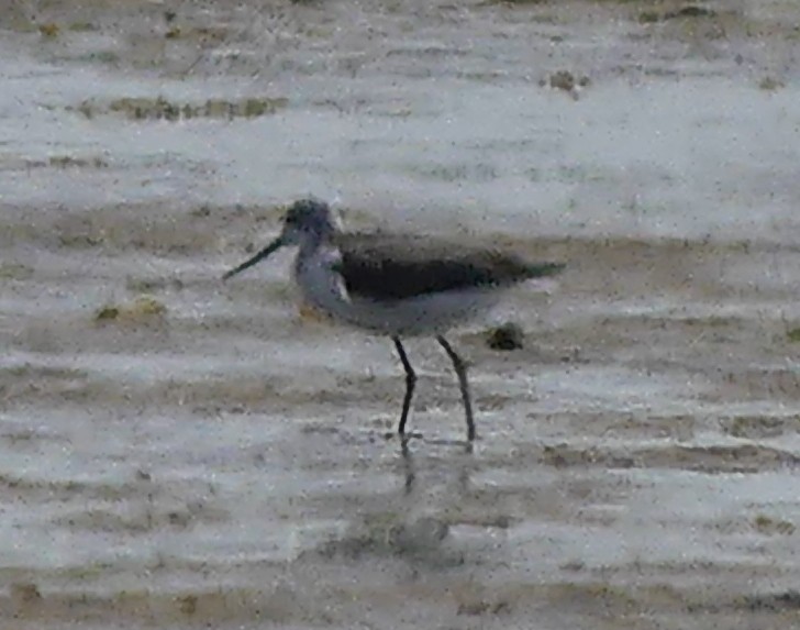 Common Greenshank - ML611592103