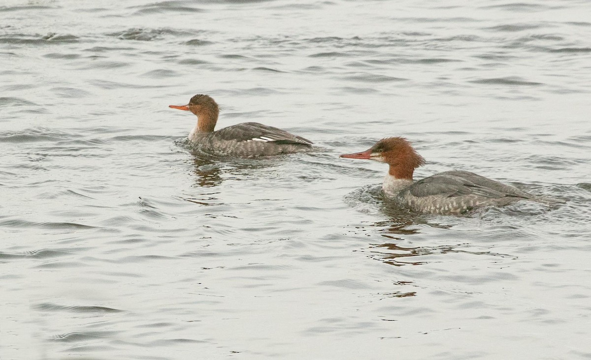 Common Merganser - ML611592118