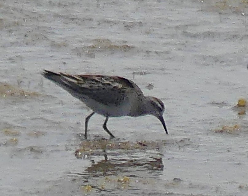 Sharp-tailed Sandpiper - ML611592122