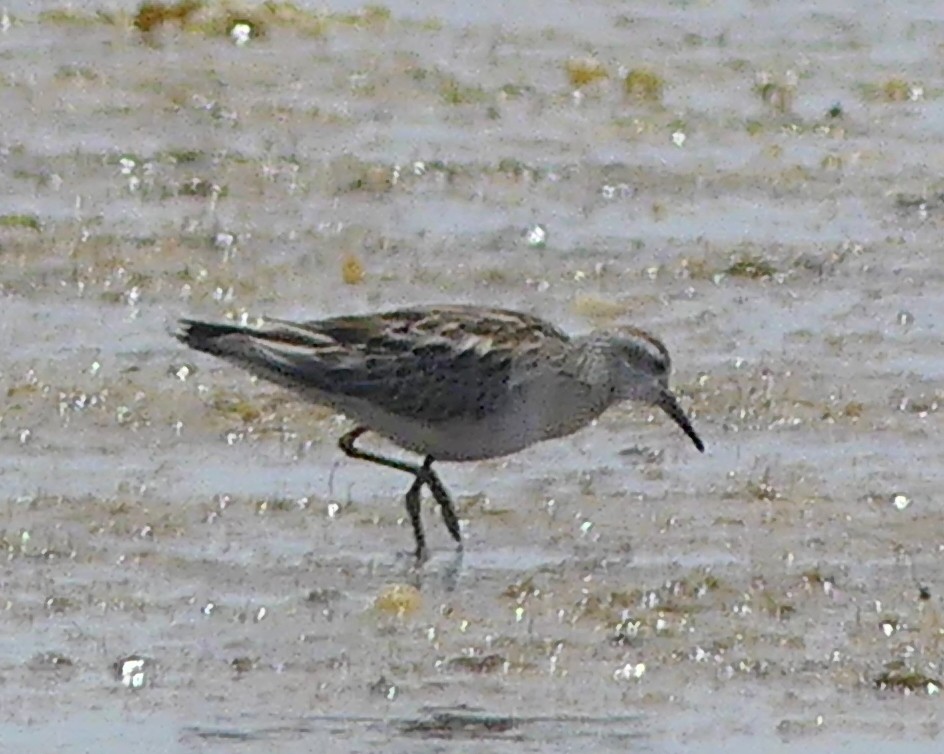 Sharp-tailed Sandpiper - ML611592140