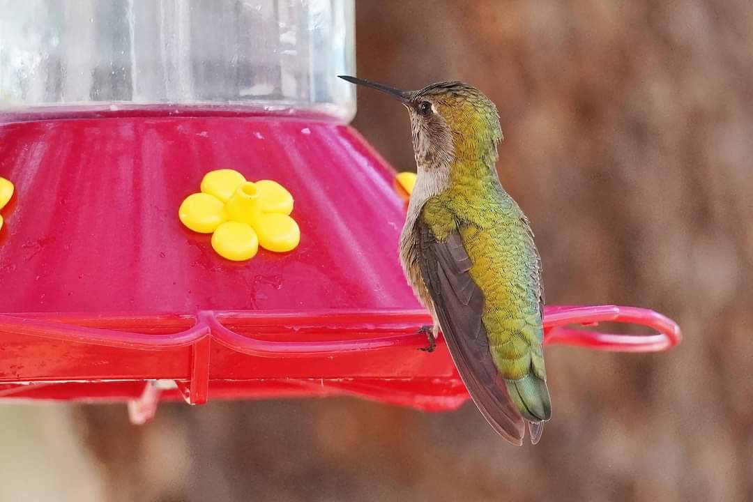 Anna's Hummingbird - ML611592163