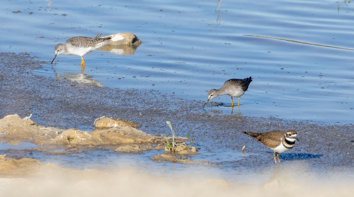 Killdeer - ML611592263