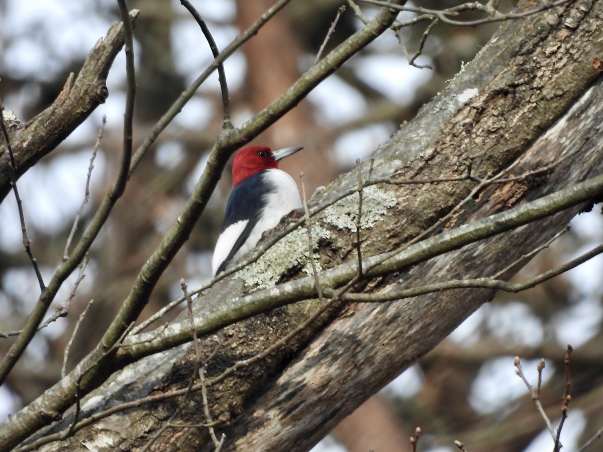 Red-headed Woodpecker - ML611592275