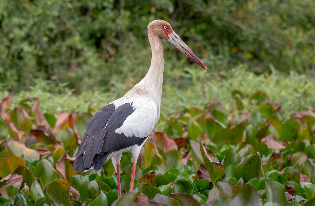 Maguari Stork - ML611592302