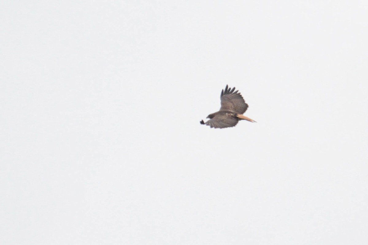 Red-tailed Hawk (kemsiesi/hadropus) - ML611592319