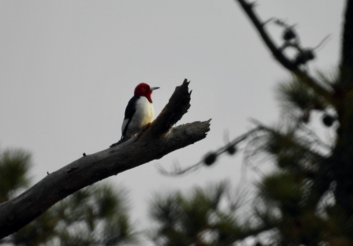 Red-headed Woodpecker - ML611592351