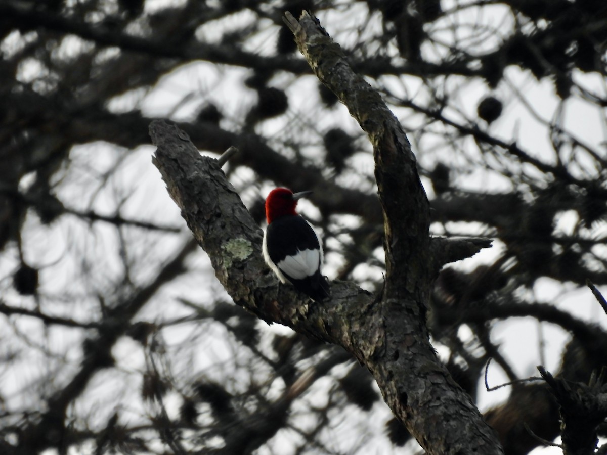 Red-headed Woodpecker - ML611592352