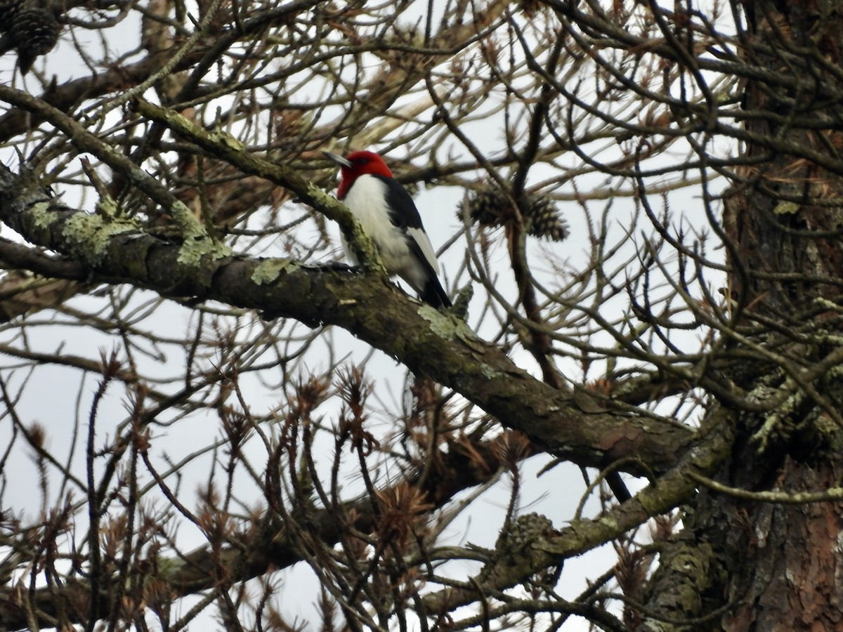 Red-headed Woodpecker - ML611592354
