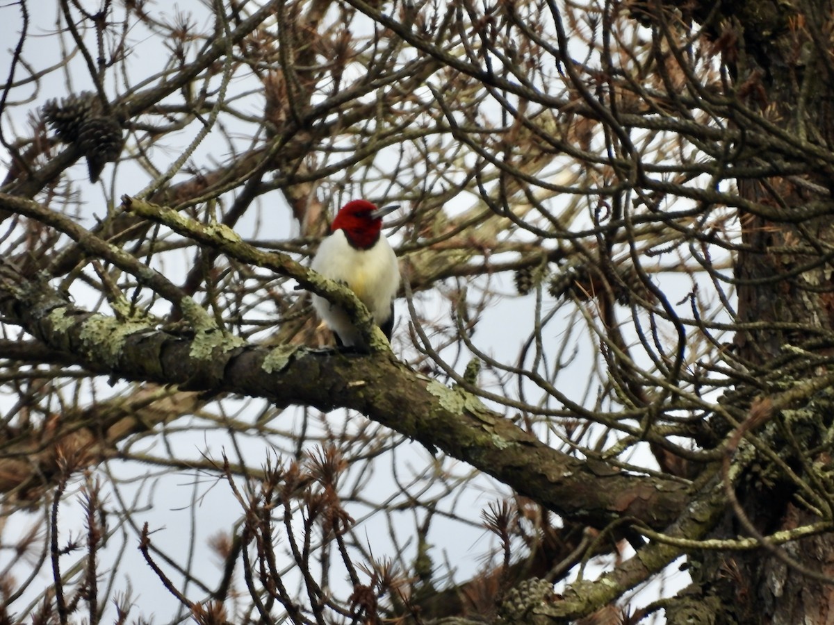 Red-headed Woodpecker - ML611592356