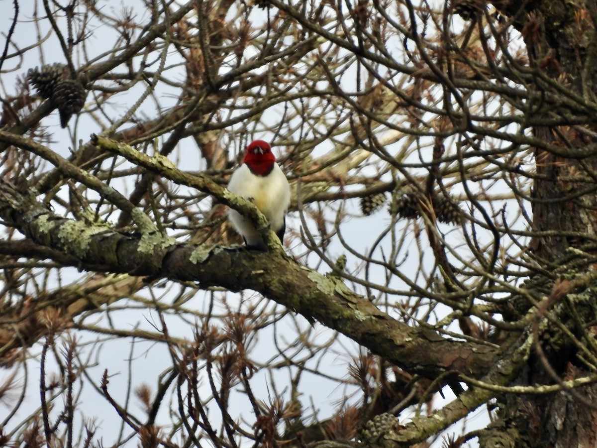 Red-headed Woodpecker - ML611592359