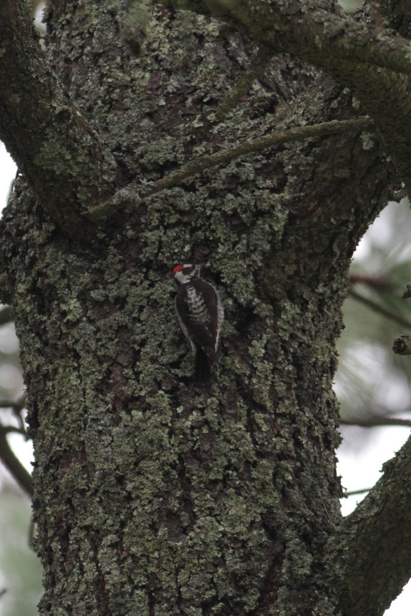Strickland's Woodpecker - Marshall Iliff